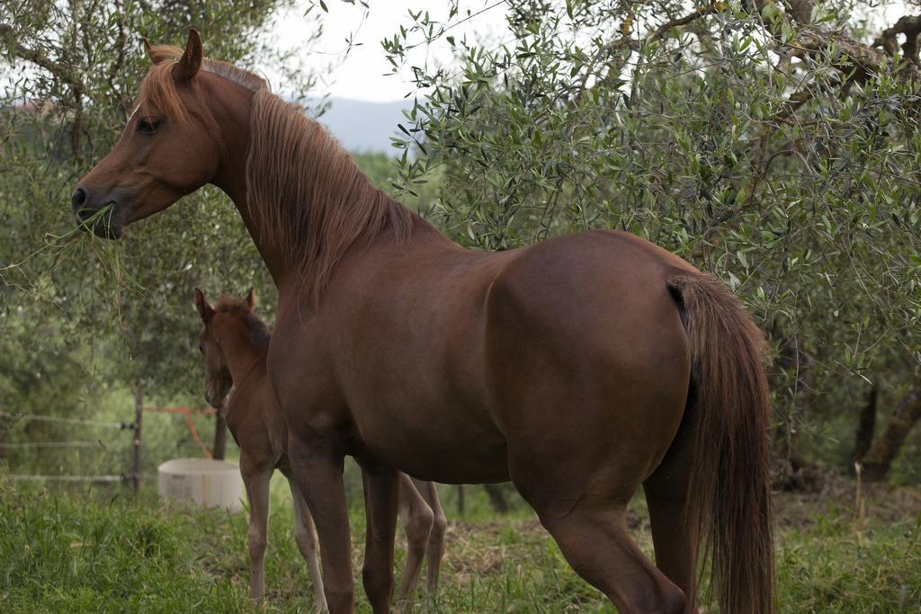 Fattoria Armena Villa Buonconvento Kültér fotó